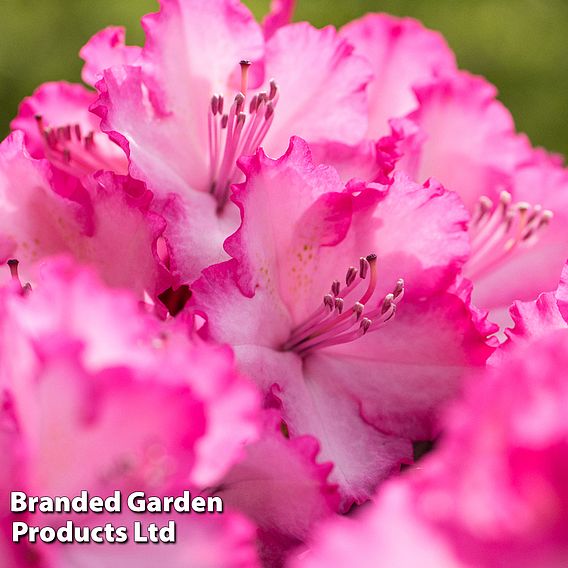 Rhododendron 'XXL'