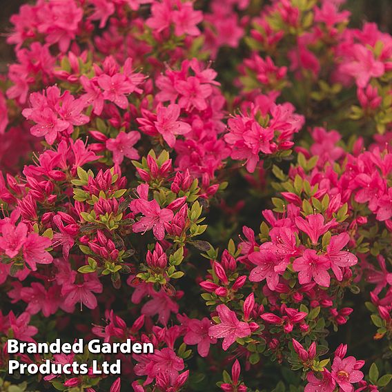 Rhododendron 'Geisha Pink' (Azalea Group)