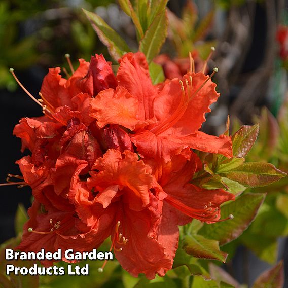 Rhododendron 'Gibraltar' (Azalea Group)