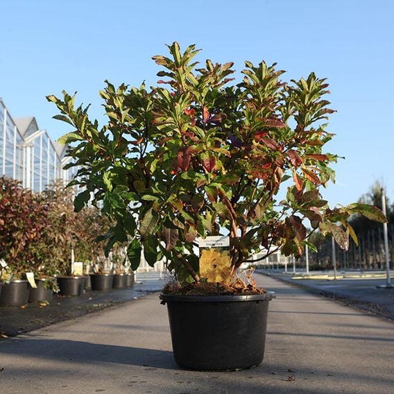 Rhododendron 'Goldstück'
