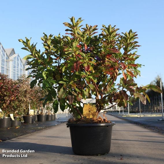 Rhododendron 'Goldstück'