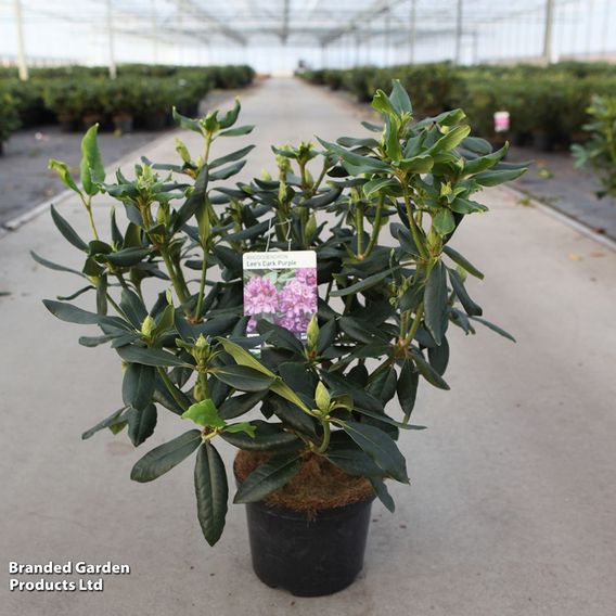 Rhododendron 'Lees Dark Purple'