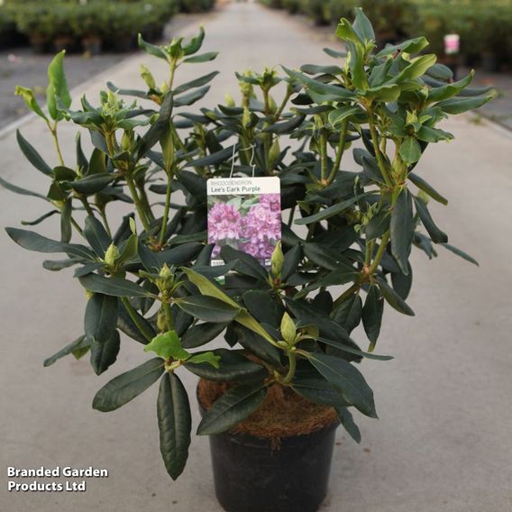 Rhododendron 'Lees Dark Purple'