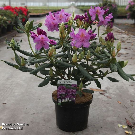 Rhododendron 'Lees Dark Purple'