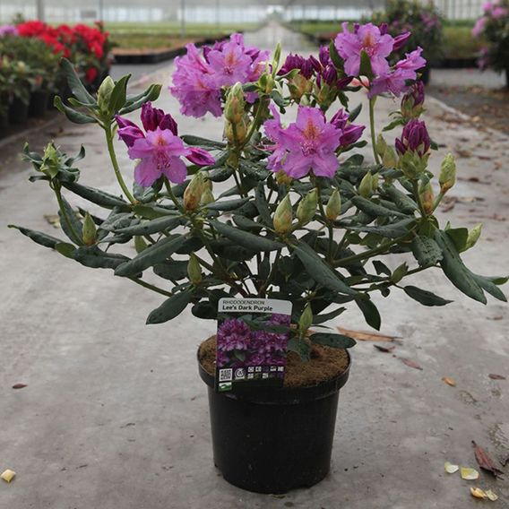 Rhododendron 'Lees Dark Purple'