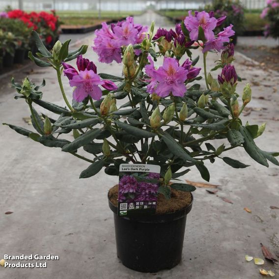Rhododendron 'Lees Dark Purple'