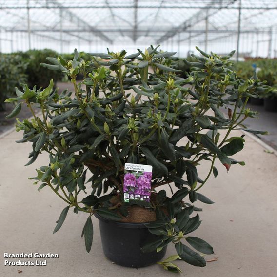 Rhododendron 'Lees Dark Purple'