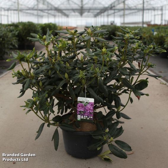 Rhododendron 'Lees Dark Purple'