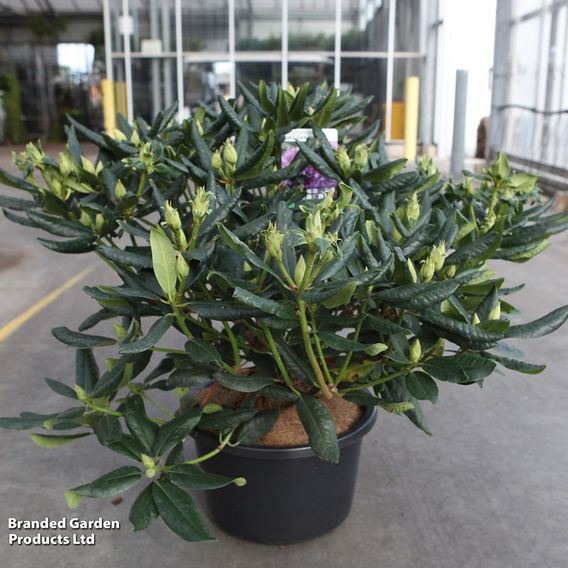 Rhododendron 'Lees Dark Purple'