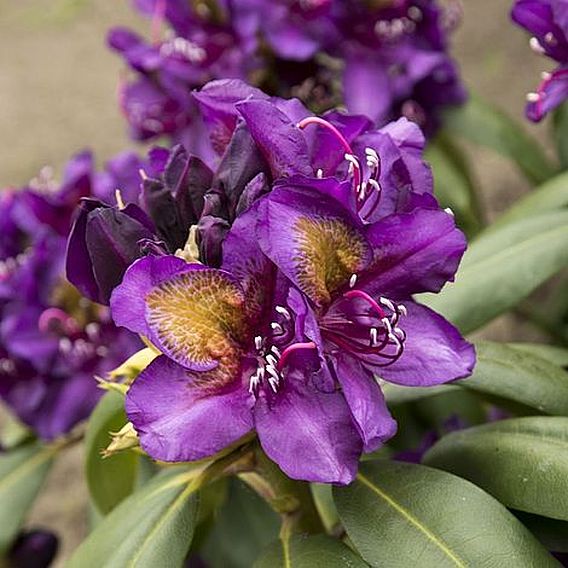 Rhododendron 'Marcel Menard'