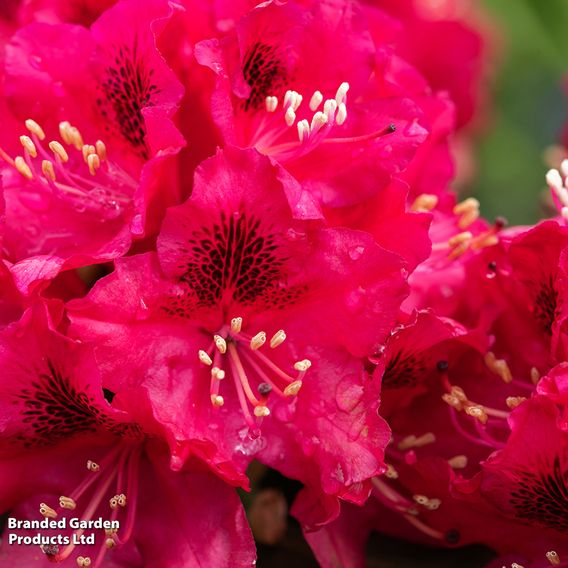 Rhododendron 'Marie Fortie'
