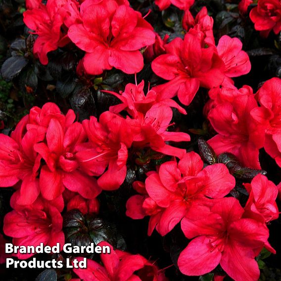 Rhododendron 'Maruschka' (Azalea Group)