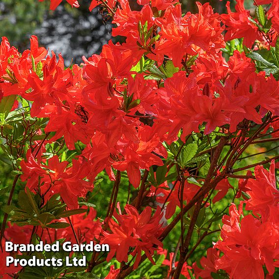 Rhododendron 'Nabucco' (Azalea Group)