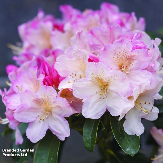 Rhododendron 'Percy Wiseman'