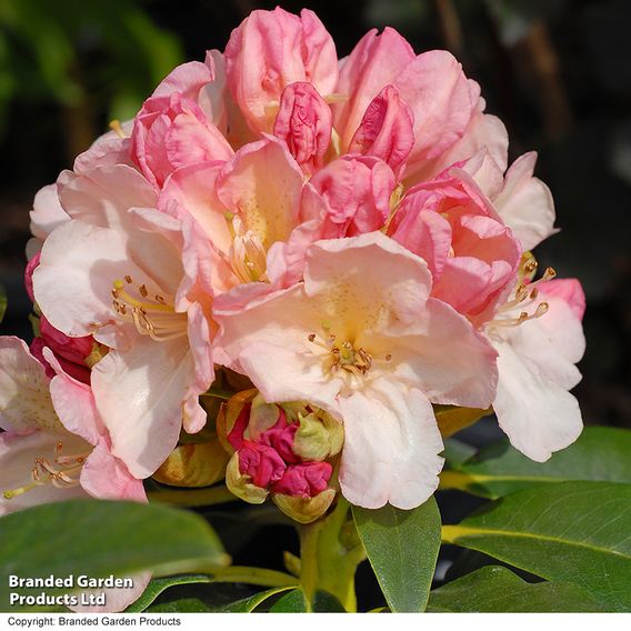 Rhododendron 'Percy Wiseman'