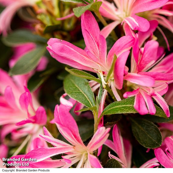Rhododendron 'Pink Star'