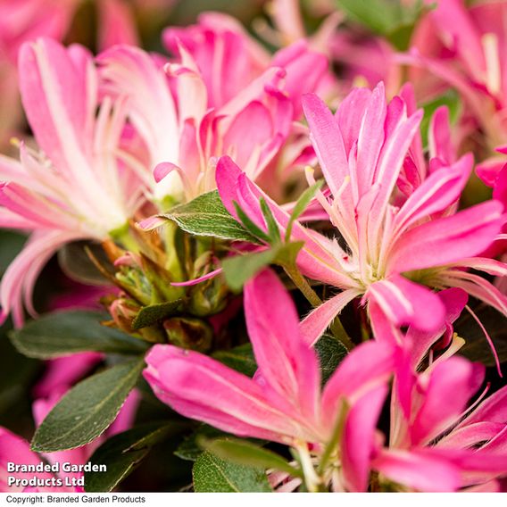 Rhododendron 'Pink Star'