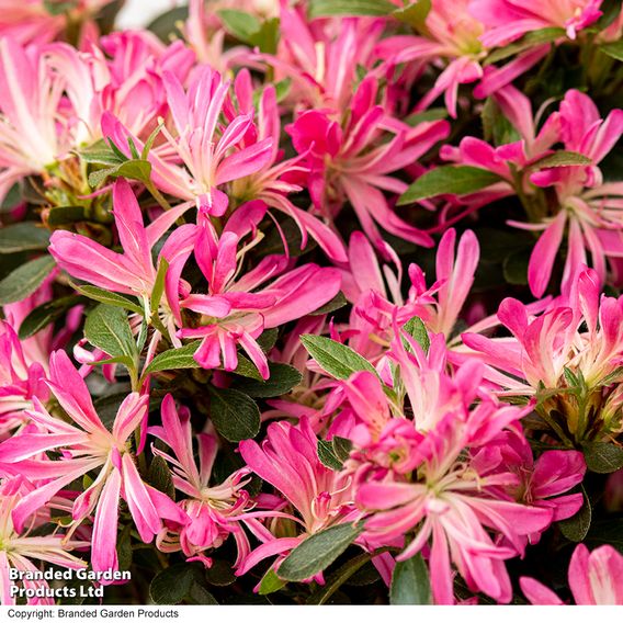 Rhododendron 'Pink Star'
