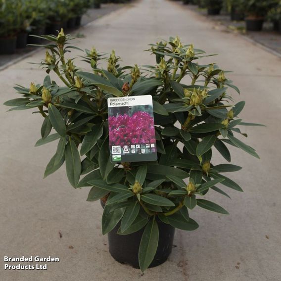 Rhododendron 'Polar Night'