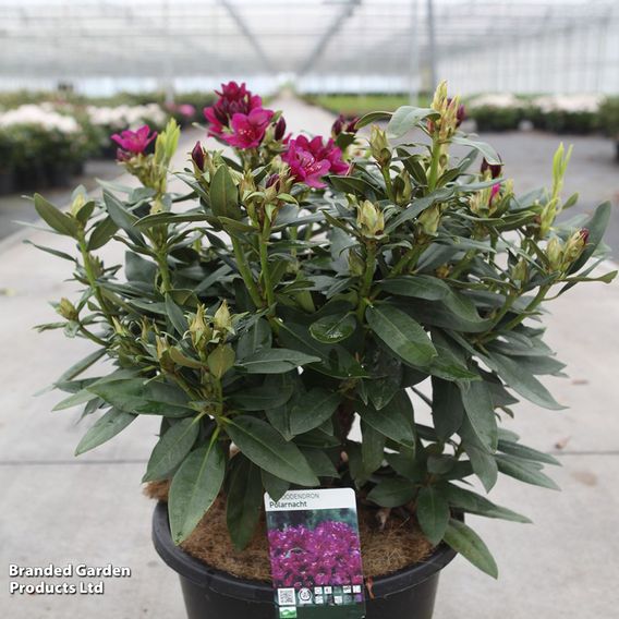 Rhododendron 'Polar Night'