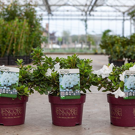 Rhododendron 'Encore Pure White' (Azalea Group)