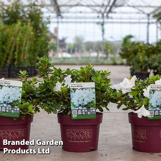 Rhododendron 'Encore Pure White' (Azalea Group)