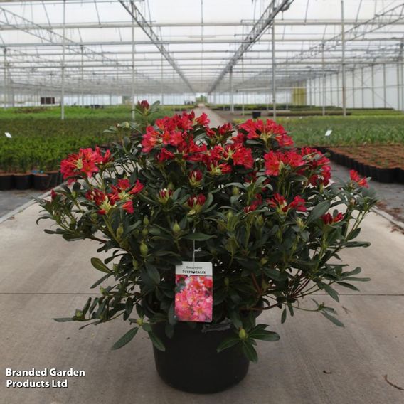 Rhododendron dichroanthum subsp. 'Scyphocalix'