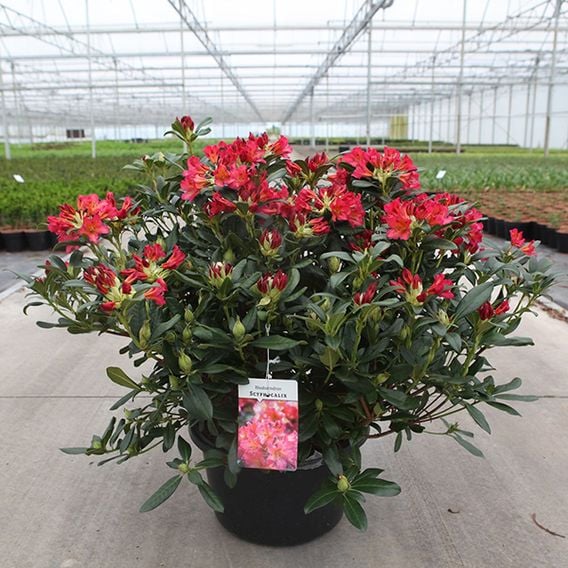 Rhododendron dichroanthum subsp. 'Scyphocalix'