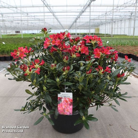 Rhododendron dichroanthum subsp. 'Scyphocalix'