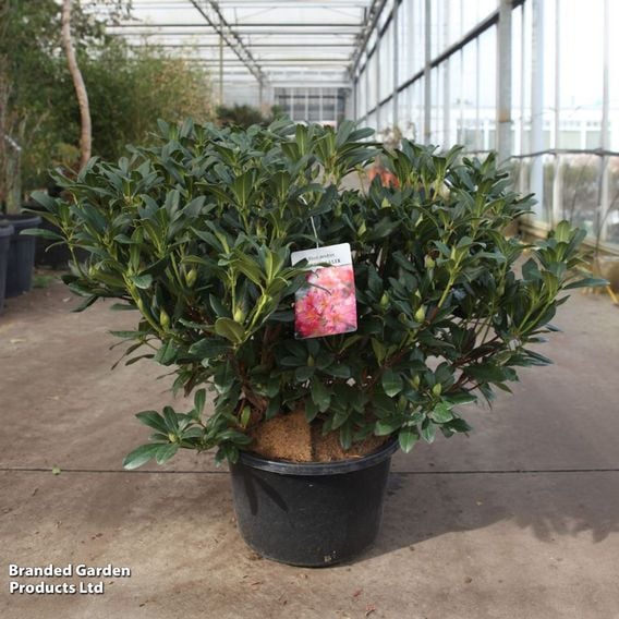 Rhododendron dichroanthum subsp. 'Scyphocalix'