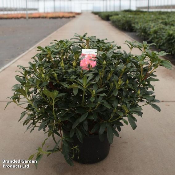 Rhododendron dichroanthum subsp. 'Scyphocalix'