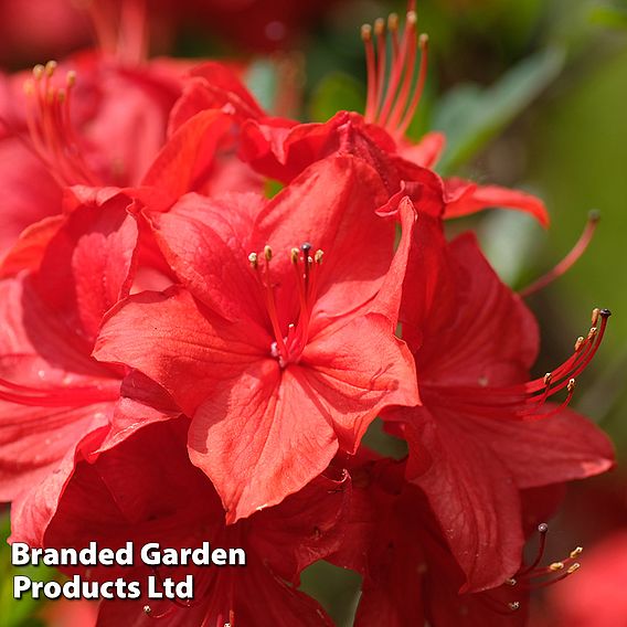 Rhododendron 'Toreador' (Azalea Group)