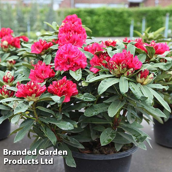 Rhododendron 'Wilgen's Ruby'