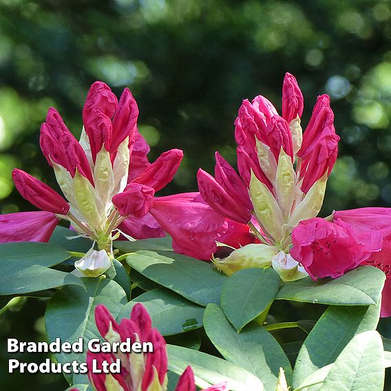 Rhododendron 'Wilgen's Ruby'