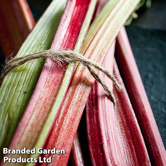 Rhubarb Taster's Collection