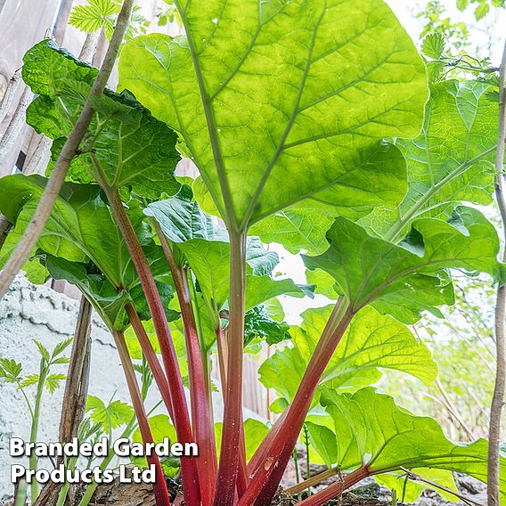 Rhubarb 'Polish Raspberry' (Spring/Autumn Planting)