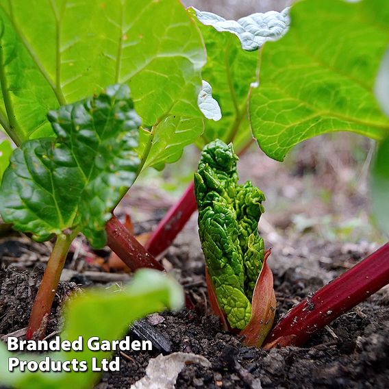 Rhubarb 'Polish Raspberry' (Spring/Autumn Planting)