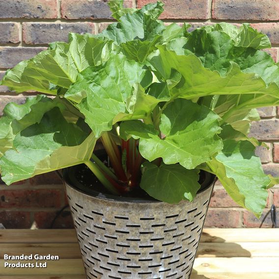 Rhubarb 'Sanvitos® Early'