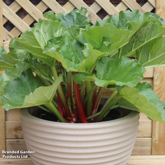 Rhubarb 'Sanvitos® Early'