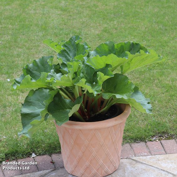 Rhubarb 'Sanvitos® Early'