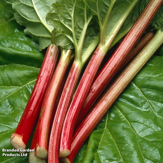 Rhubarb 'Sanvitos® Early'