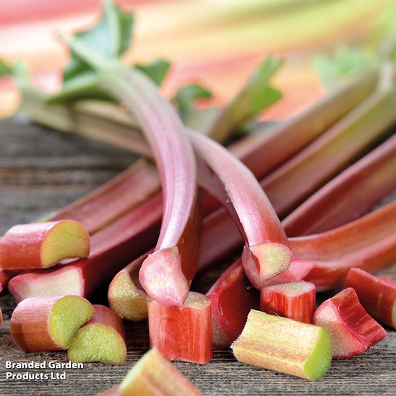 Rhubarb 'Sanvitos® Early'