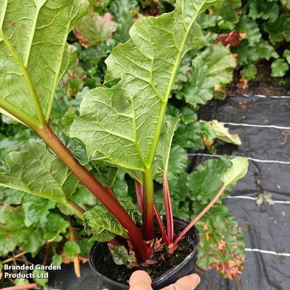 Rhubarb 'Stockbridge Arrow'