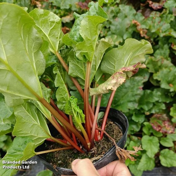 Rhubarb 'Stockbridge Arrow'