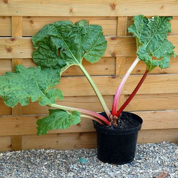 Rhubarb 'Thompson's Terrifically Tasty' (Spring/Autumn Planting)