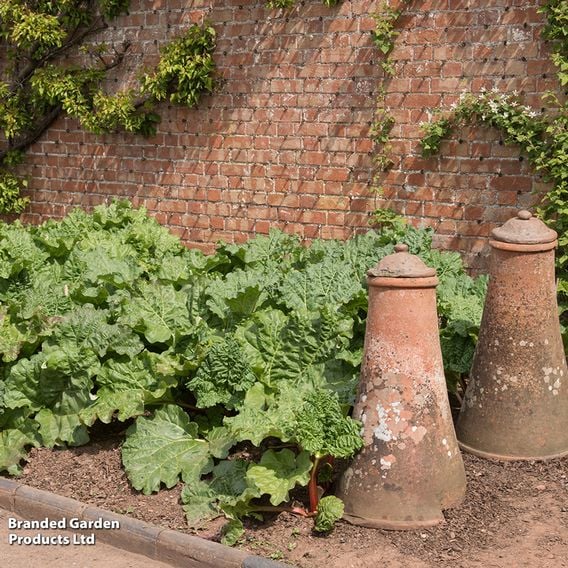Rhubarb 'Victoria' (Spring/Autumn Planting)