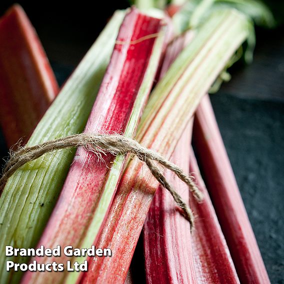 Rhubarb 'Victoria' (Spring/Autumn Planting)