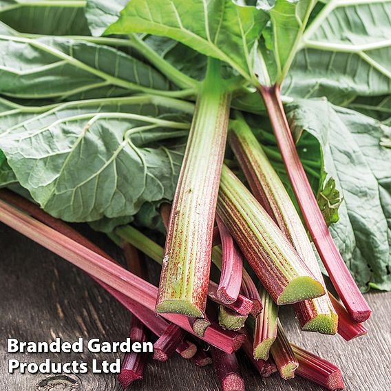 Rhubarb 'Victoria' (Spring/Autumn Planting)