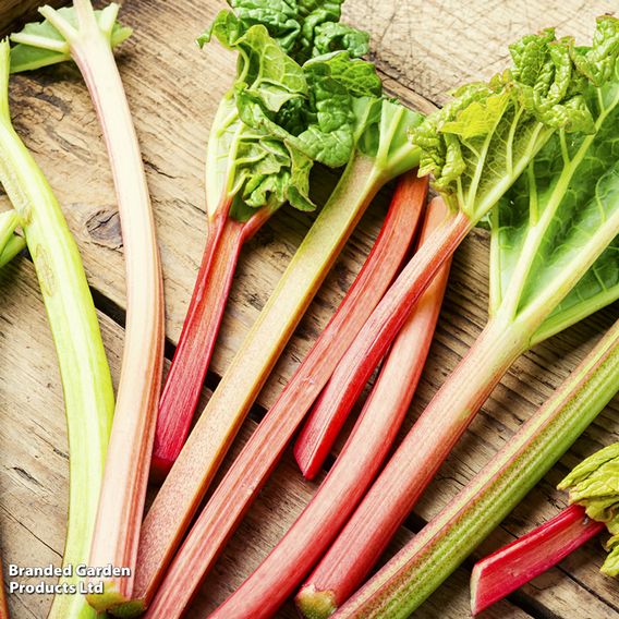 Rhubarb 'Victoria' (Spring/Autumn Planting)