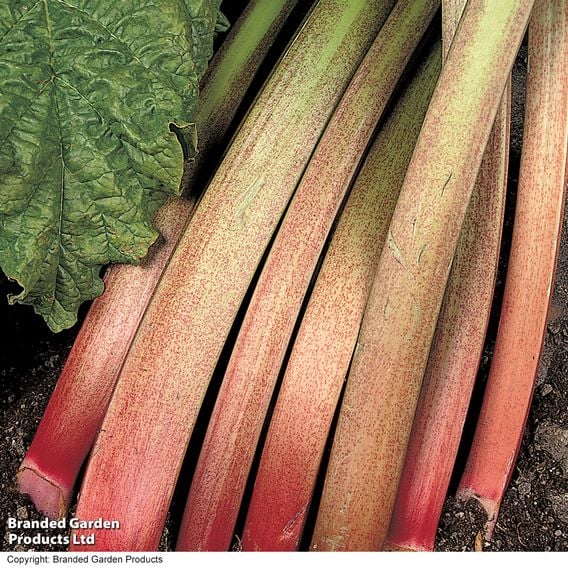Rhubarb 'Victoria' (Spring/Autumn Planting)